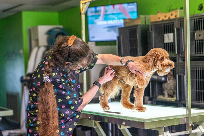 Scrub-A-Dub Doggie is the perfect place to get your dog groomed in Hackettstown.