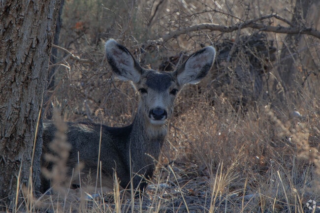 The nature paths around Farmington are filled with wildlife and can be spotted with a keen eye.