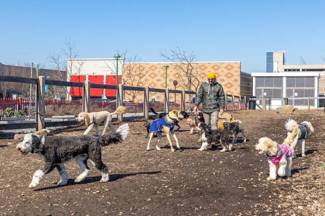 Homefield dogs have fun and are trained by the great people at Underdog Canine Adventures.