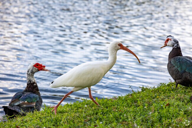 With water and foliage abundant, the wildlife flourishes in Long Lake Ranch, FL.