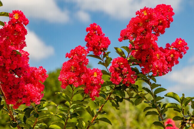 Front yards in Read Boulevard East often feature blooming flowers.