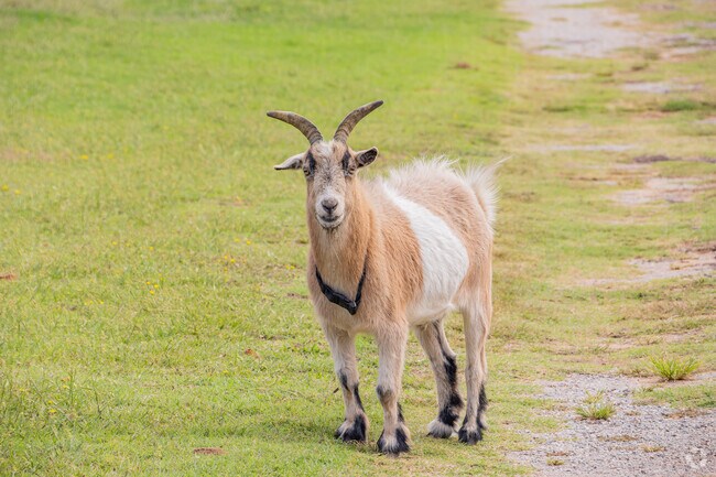 Cute goats can sometimes be seen in Anadarko neighborhoods.