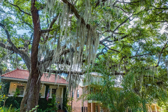 Spanish moss can be found hanging from old-growth trees all throughout Marlyville-Fontainebleu.