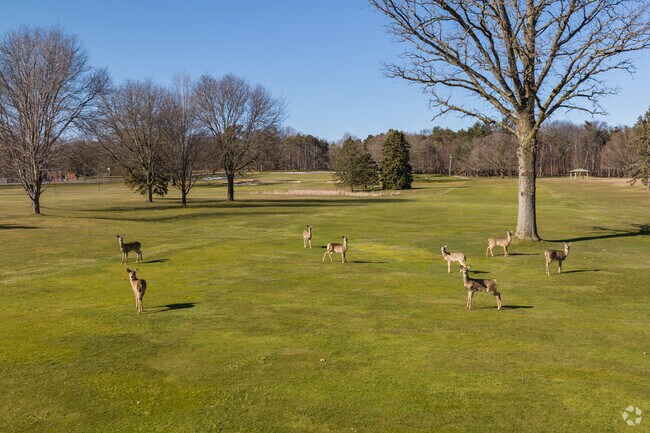 Deer can usually be seen running across Kaufman golf course in Palmer Park.
