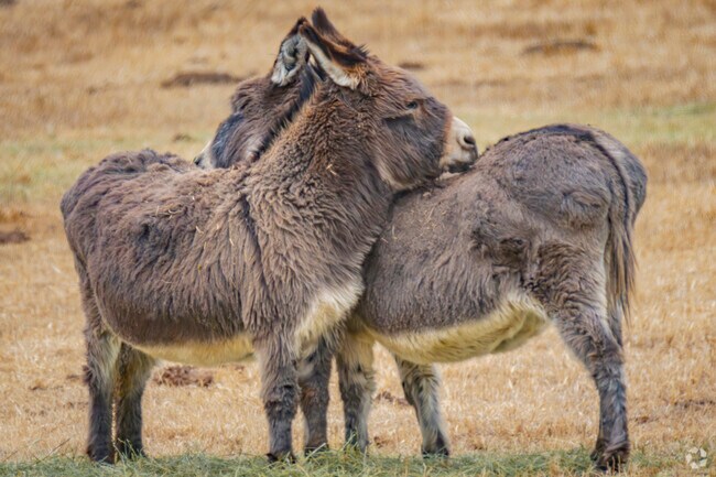 In Rifle, Colorado, donkeys, horses, and farm animals are a common sight, reflecting the town’s deep agricultural roots. From local ranches to family farms, these animals are part of daily life, embodying the Western spirit and adding to the charm of this rugged mountain community.