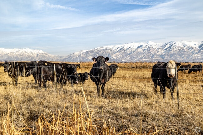Layton was originally settled in the 1850's as a small farming town.