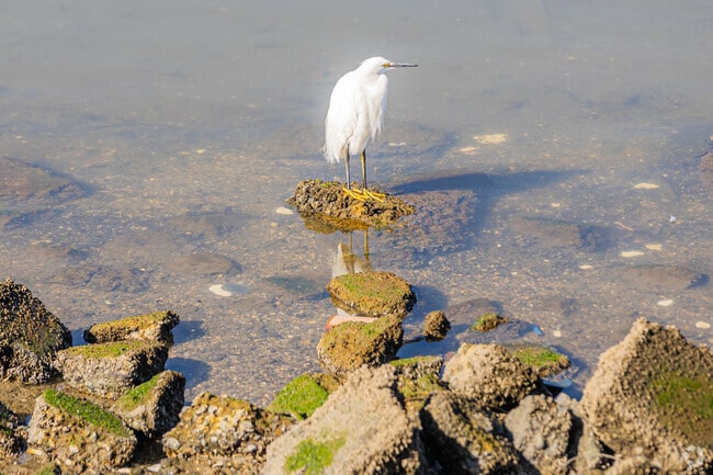 Coliseum’s shoreline offers quiet beauty, as seen in this bird’s tranquil perch.