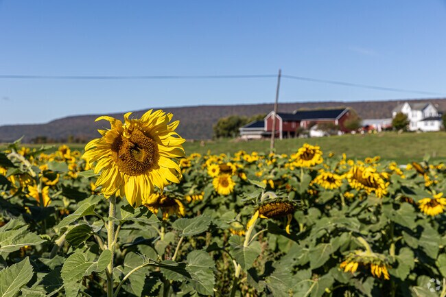Gregg farmers grow sunflowers to feed their cattle.
