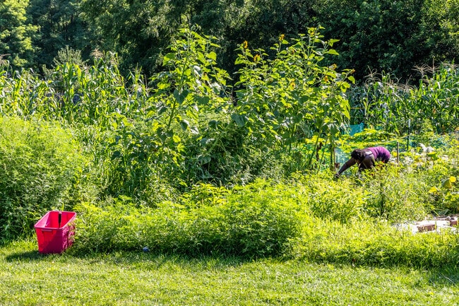 The community garden in Wetherby Park is tended by residents who grow flowers and vegetables.