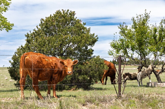 People who live in Yonder often have cows and goats.