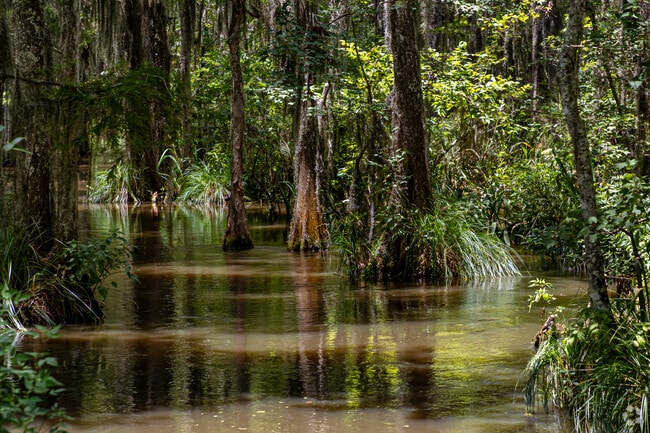 The Honey Island Swamp near Slidell is one of the most pristine swamplands in the US.