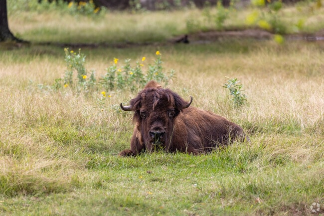 At Caldwell Zoo, Tyler's Charnwood District locals check out the wondrous bison in the fields.