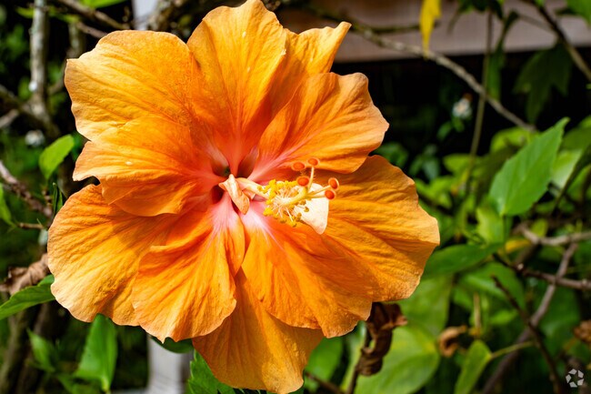 Buckingham is a great representation of Floridan living with its bright tropical foliage.