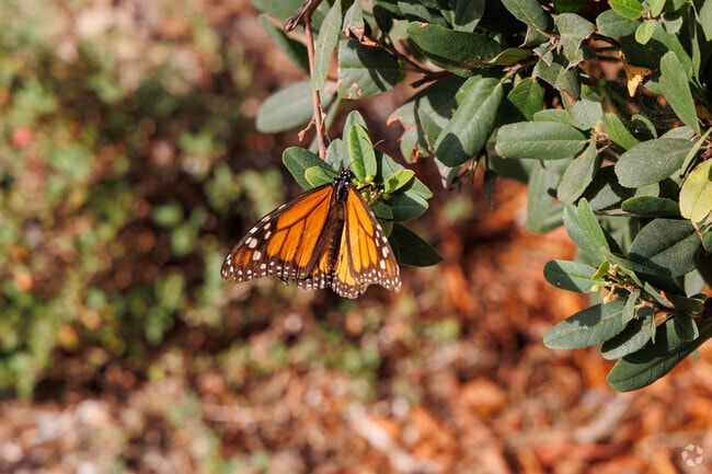 Craftsman Village Park is a designated Monarch Butterfly habitat.