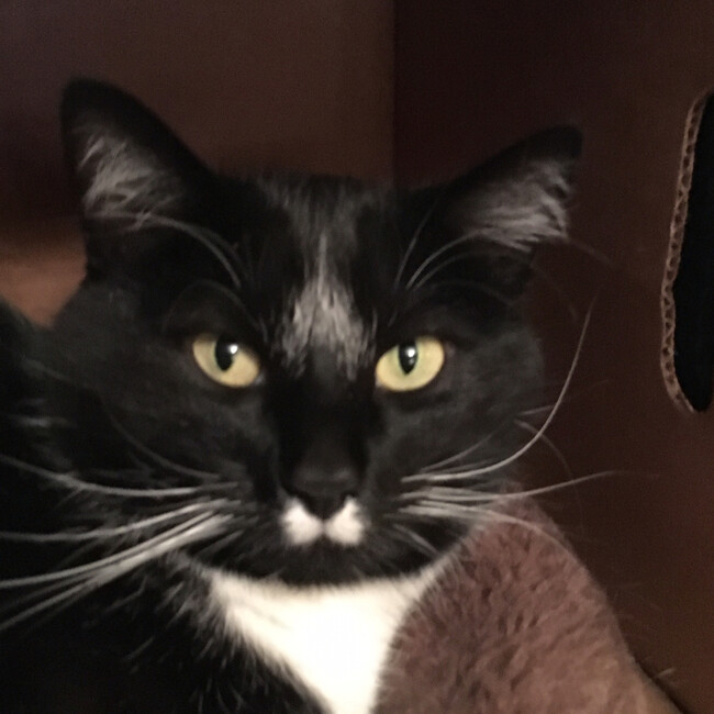 Agent Photo