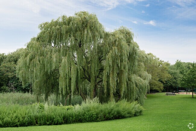 An elegant willow decorates Danehy Park in North Cambridge.