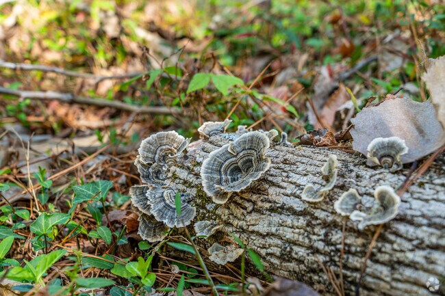 Connect with nature's serenity as you walk the trail at Wetlands Park in Willow Oaks.