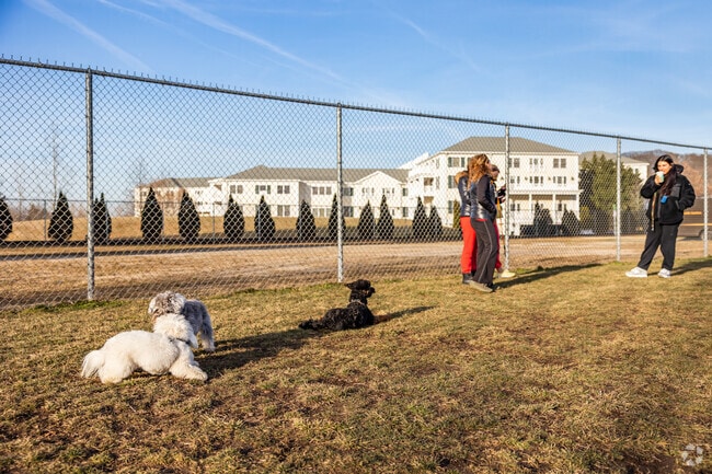 Every dog has their day at the Roslyn Dog Park.