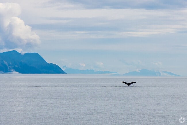 Auke Bay offers fantastic whale-watching opportunities during the summer months.