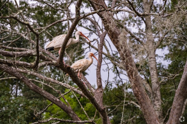 Wildlife sightings are common in the University neighborhood.