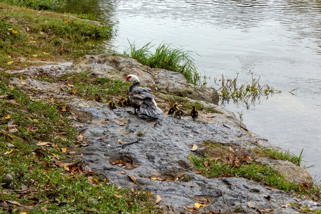 See the ducks down by the river at yettie Polk Park in East Belton.