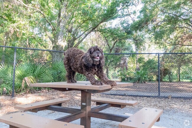 The Paw Place is part of Newport's Northeast Park where retired professional actors can climb on the tables without being scolded.