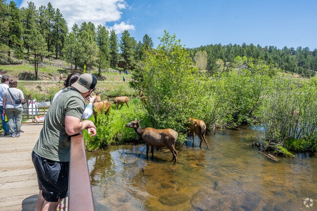 North Turkey Creek residents can view various wildlife at Dedisse Park, including adult elk with newborn calves.