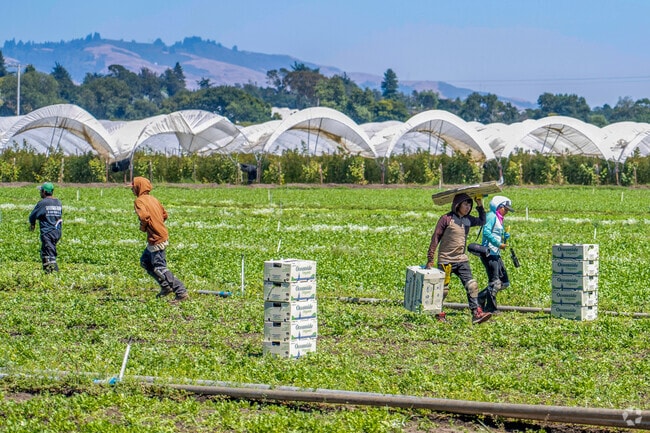 Agriculture thrives in Corralitos, where local workers hand-pick crops for regional distribution.