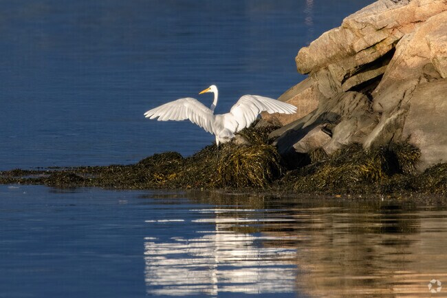 The elegant egret is a graceful, common sight in Great Neck’s coastal wetlands.