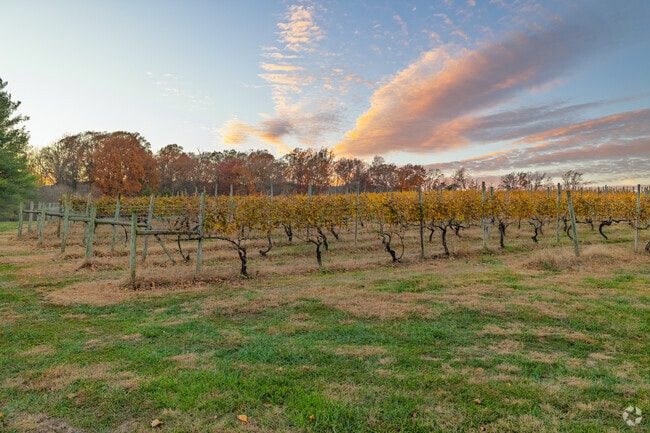 Rows of vines hint at relaxed afternoons at North Mountain Winery in Maurertown.