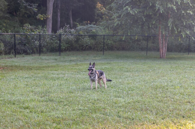The Blackwater Creek Athletic Area has a great area for dogs to run in the Lakeside area.