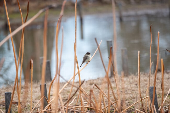 Eastern Phoebes can be found flying around Kenilworth Park and Aquatic Garden in Kenilworth.
