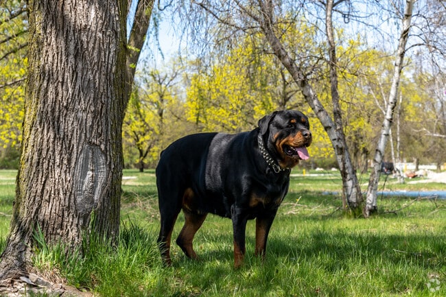 Eliza Howell Park is an ideal spot to bring your dog for plenty of outdoor exercise.