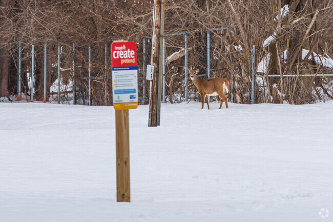 Rome is known for its extensive whitetail deer population that roam the city.