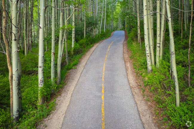 In autumn, the aspens in Vail, Colorado turn golden and trembling, lining trails and roads with shimmering leaves and giving the whole valley a fleeting, fiery brilliance that feels like a celebration of change.