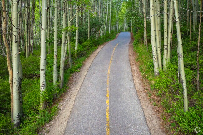 In autumn, the aspens in Vail, Colorado turn golden and trembling, lining trails and roads with shimmering leaves and giving the whole valley a fleeting, fiery brilliance that feels like a celebration of change.