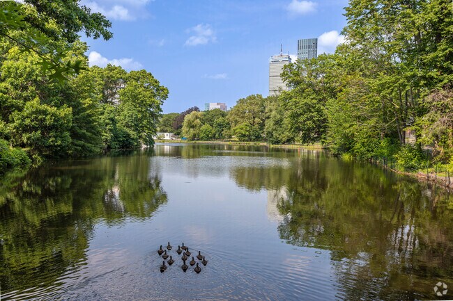 Ducks going for a stroll in Back Bay Fens just outside of the Fenway neighborhood.