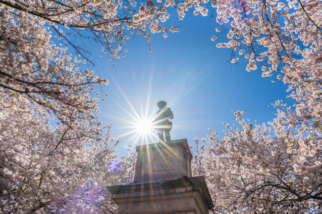 The Downtown Gainesville square features a historical monument surrounded by beautiful dogwoods.