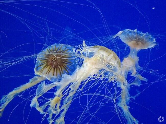 Point Defiance Zoo & Aquarium is an amazing zoo with lots of animals to see.