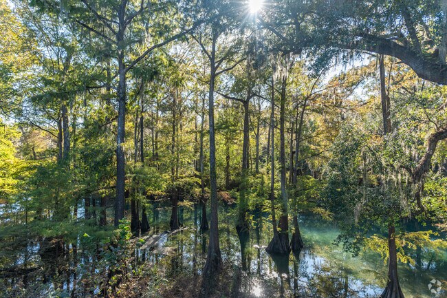 The sun pierces through the tall canopy of trees at Radium Springs Garden.