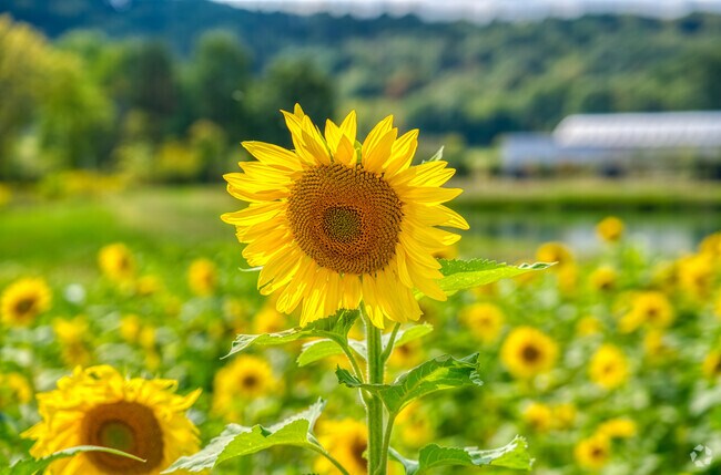 Pick your own sunflowers at Marion Township's Lake Forest Gardens.