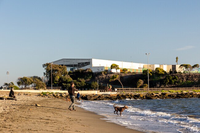 Joyful beach day with dogs at Albany Beach.