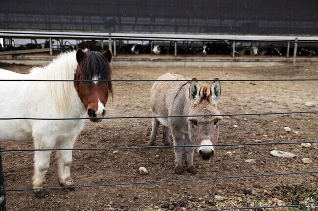 Livestock are a big part of western Milton.