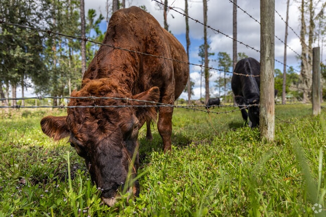 Soak in the beauty of the country with the bovine in Flagler Estates.