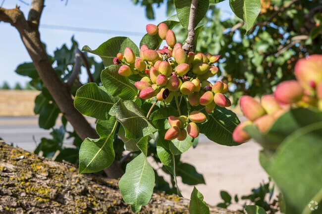 The pistachio orchards surrounding Bonadelle Ranchos homes are nearly ready for harvest.