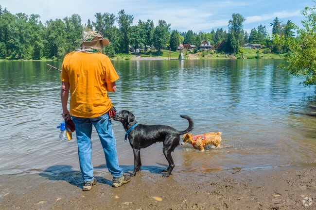 Dogs play off-leash in the Willamette River at Mary S. Young Park.