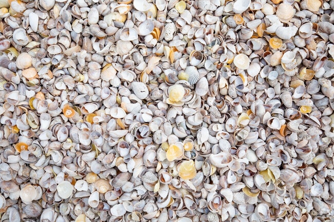 You can search for sea shells along the shore of Southolds beaches on the North Fork.