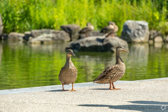 Anderson Japanese Gardens near Forest Hills View have duck and swan visitors on the property.