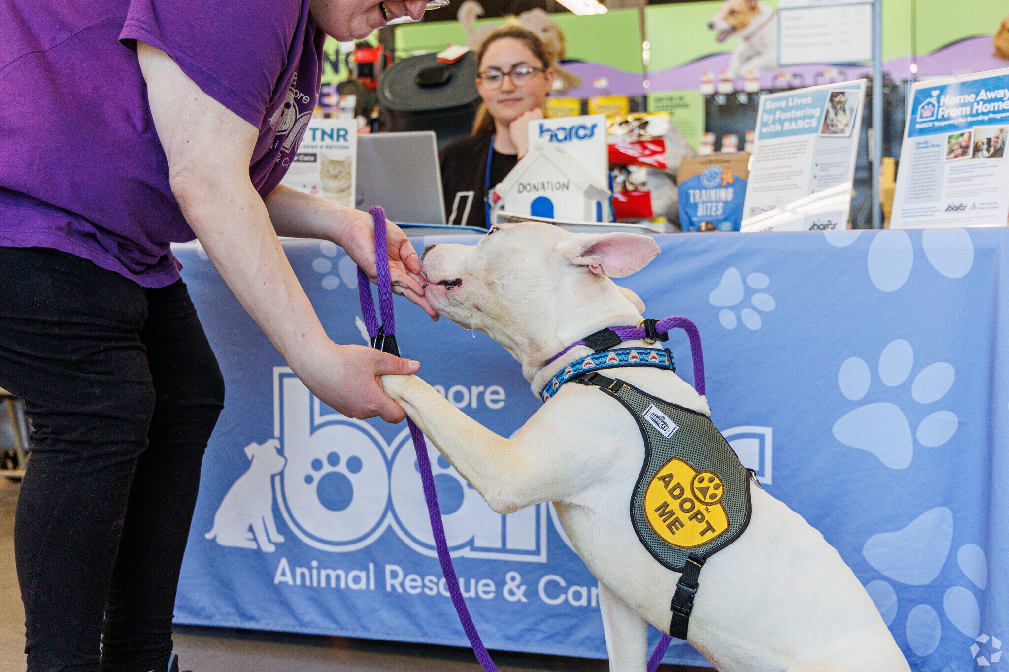 Petco, in Brewer's Hill, works with BARC for adoption events-this sweet pup's name is 