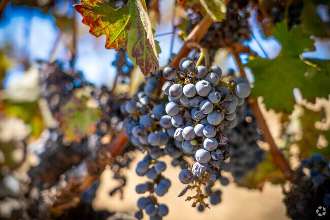 Temecula is known for its lush vineyards and very popular wineries.